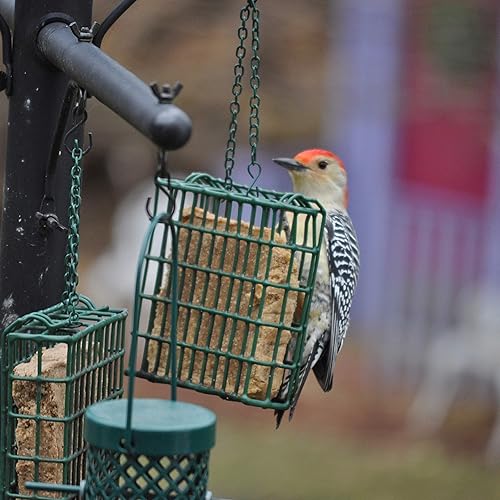 Miniatura 16 de C&S CS12566 Delicia de arándano, 11.75 onzas, ninguno