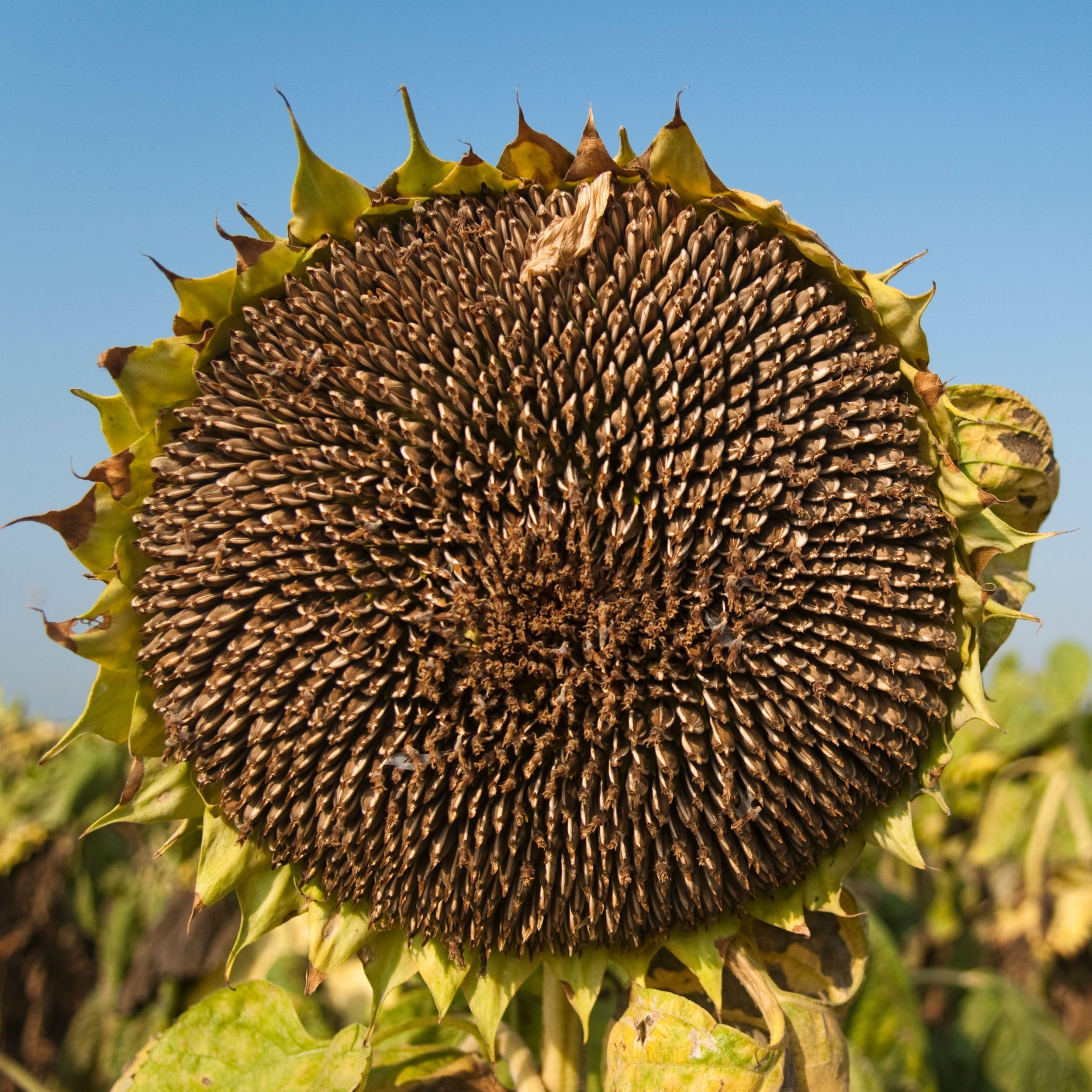 Schwarze Sonnenblumenkerne 50 kg Wildvogelfutter ganzjähriges Futter Vogelfutter Jungtiere geeignet Winterfutter 50kg Ernte 2024 2x25kg