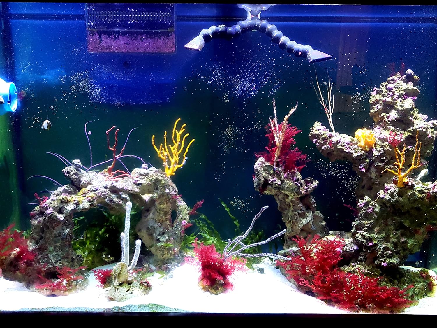 Marine Macro Bundle - 1 Frag Red Gracilaria Hayi & 1 Frag Red OGO Gracilaria - Ideal for Marine Aquarium Setup