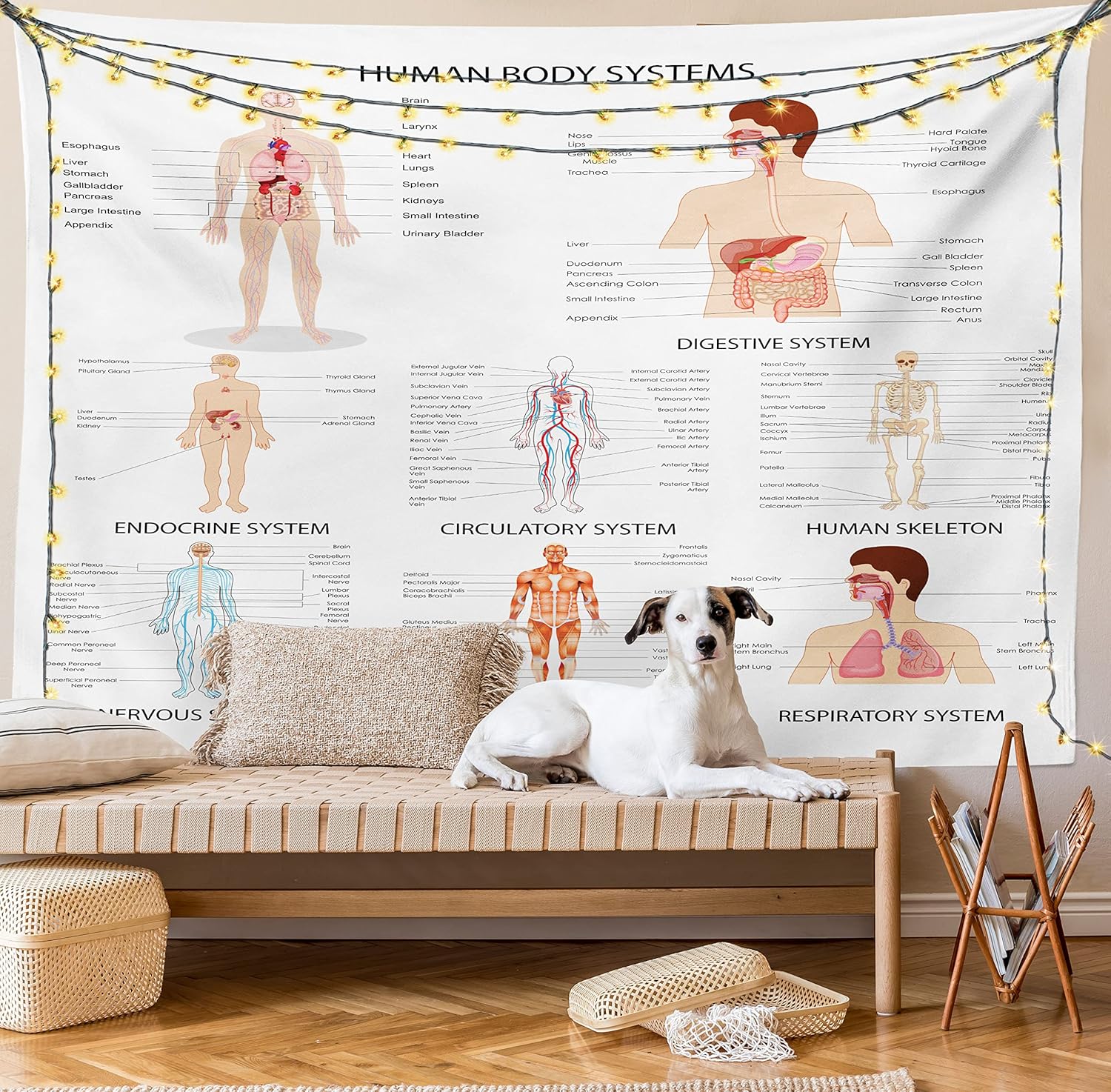 Ambesonne Human Anatomy Tapestry, Chart of Organs Body Structures Biology Themed Cartoon Schemes, Wide Wall Hanging for Bedroom Living Room Dorm, 80" X 60", White and Multicolor