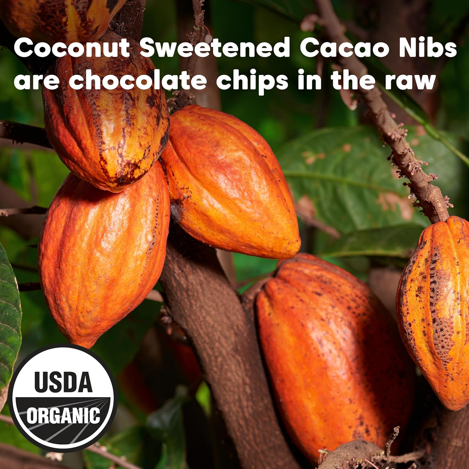 Wilderness Poets, Organic Cacao Nibs (Sweetened with Coconut Nectar) fingredien- 100% Peruvian Heirloom Cacao (Criollo Variety) - (32 Ounce - 2 Pound)