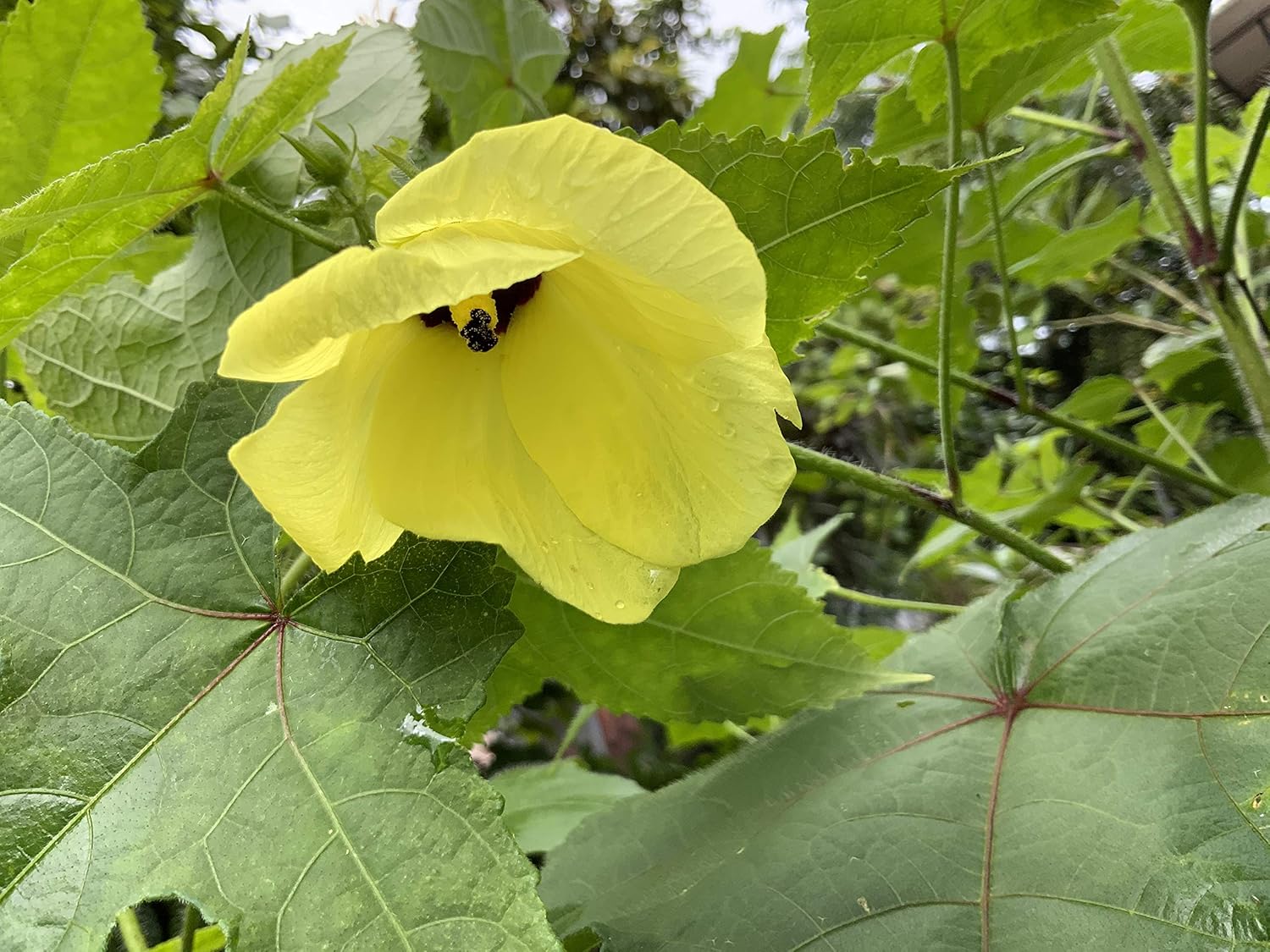 Seeds village Rare Musk Mallow Musk Okra Kastur Venda Latha kasturi