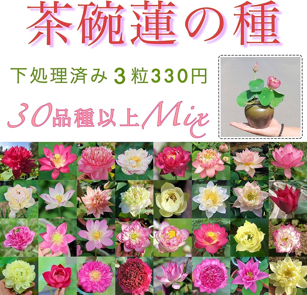 Amazon.co.jp: ウクレレ園芸SHOP ☆茶碗蓮の種☆ 3粒330円 (下処理済 Amazon.co.jp: ウクレレ園芸SHOP ☆茶碗蓮の種☆ 3粒330円 (下処理済