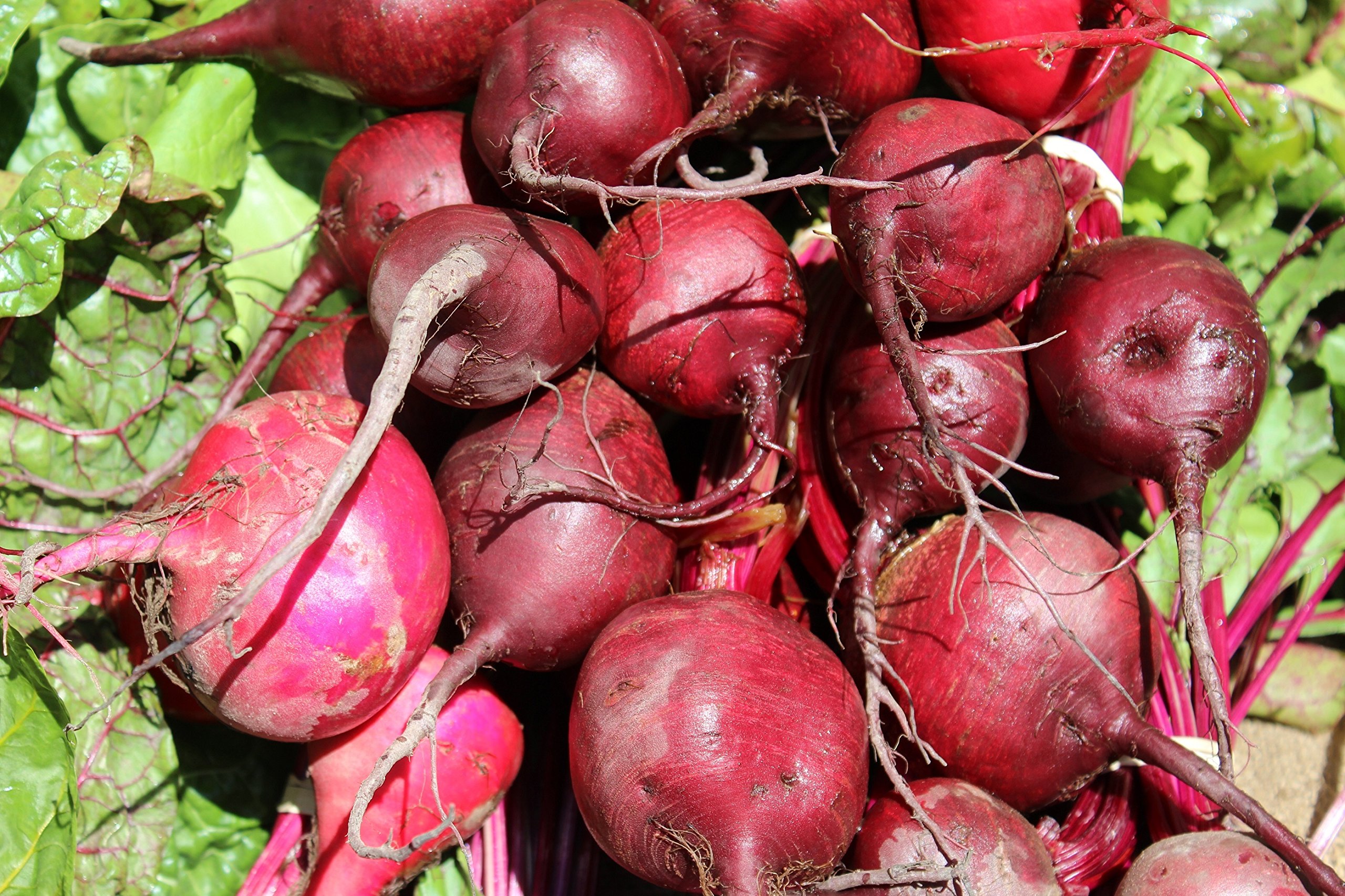 Beet Root Seeds (Pack of 50 Seeds)-picture-16