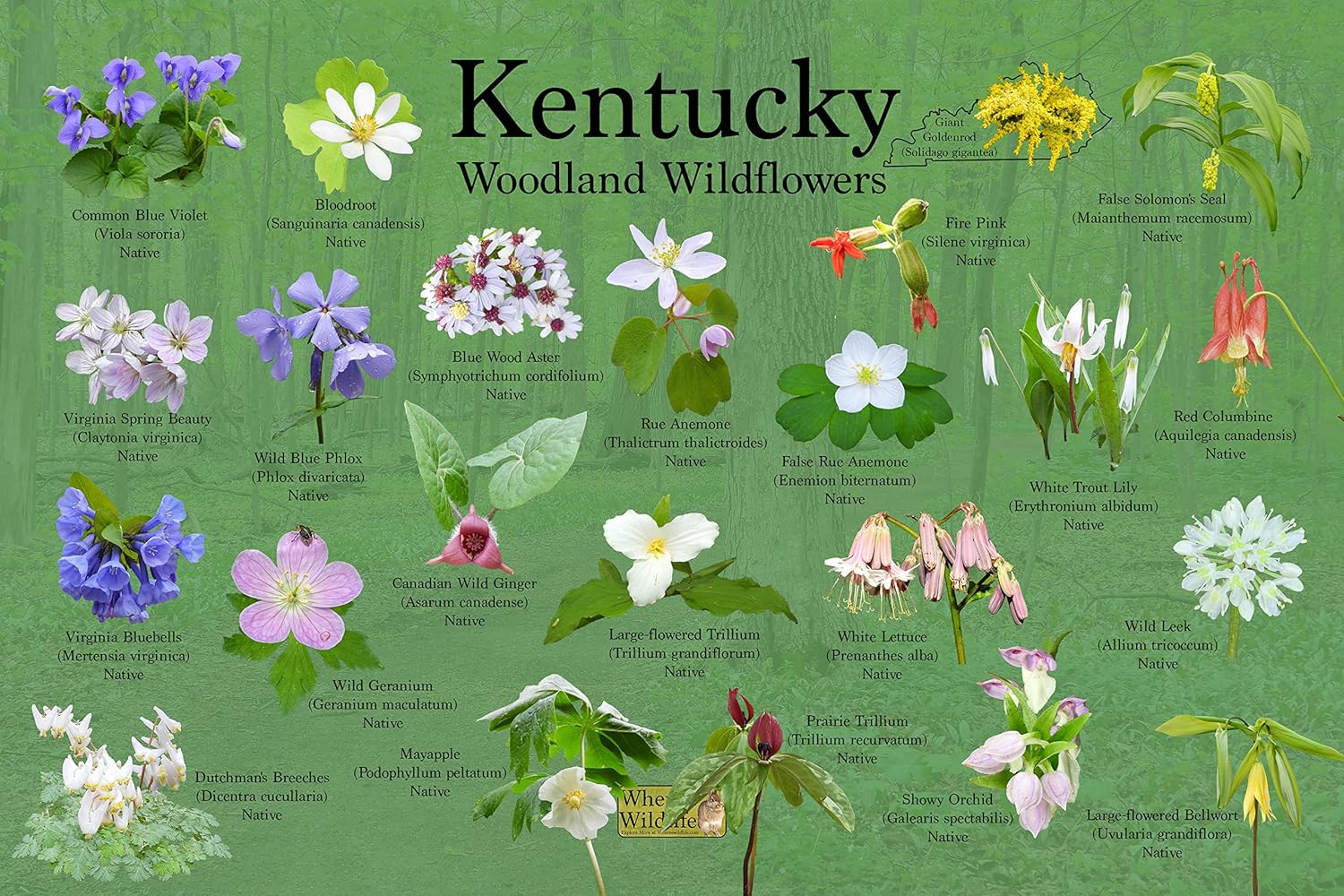 Woodland Wildflowers of Kentucky/State Flower Guide Providing Picture Identification