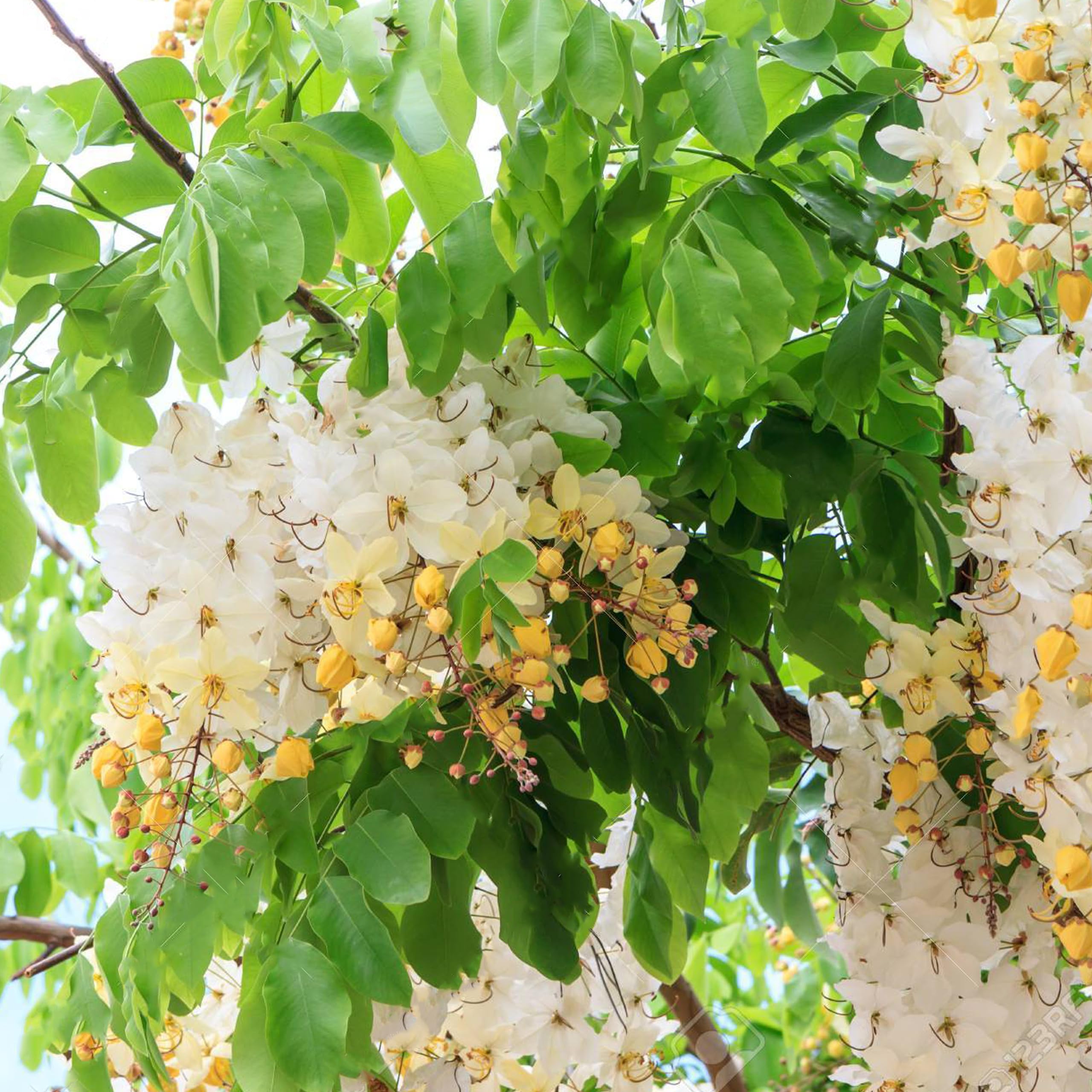 See full amazon price history chart for kushplant white Shower Cassia Fistula plant with pot pack of 1 kushplant white Shower Cassia Fistula plant with pot pack of 1 (B0CQVHVK54) Amazon Price History, Amazon Price Tracker