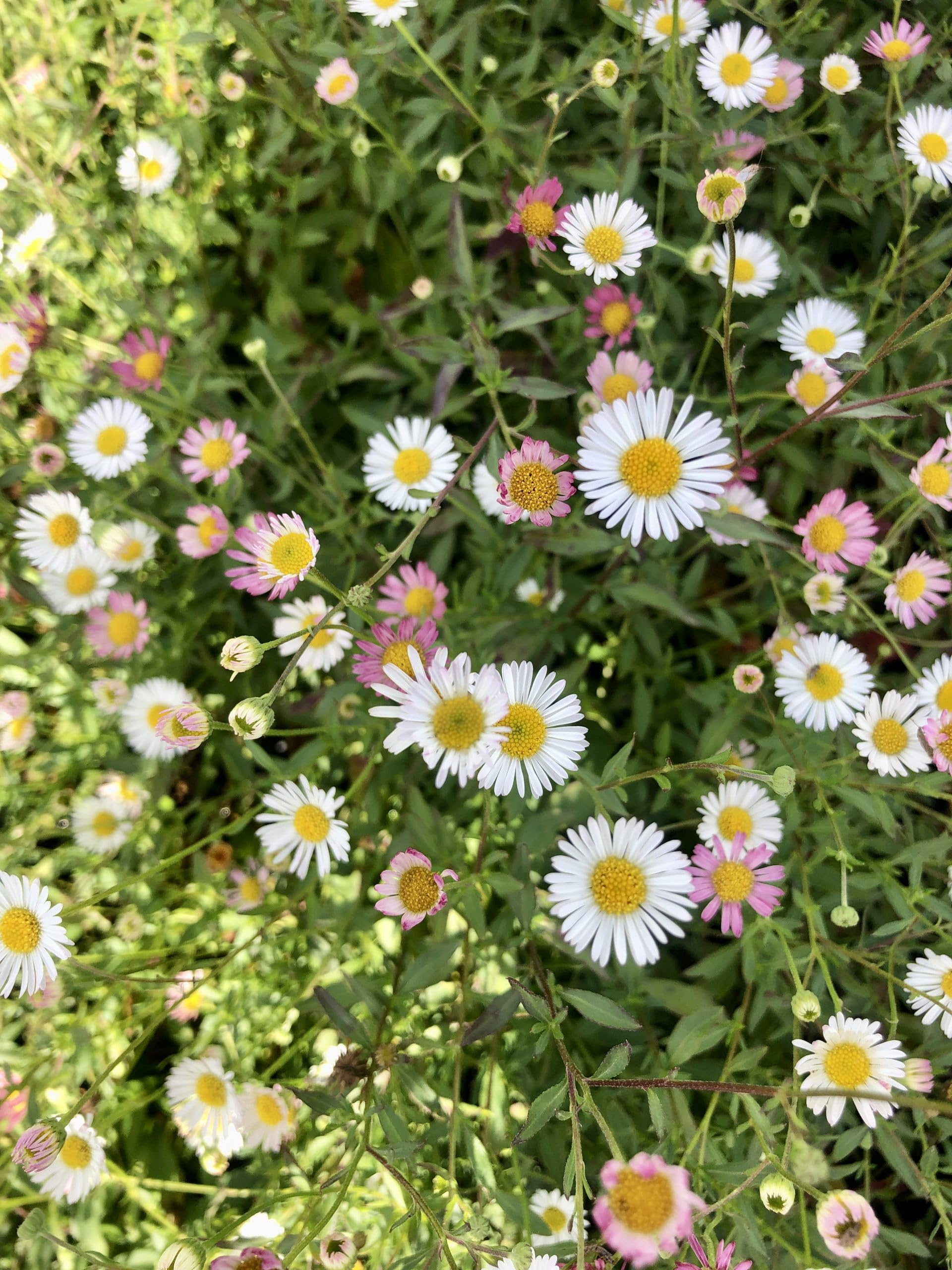 6 x Erigeron Karvinskianus - Vaso a fascio sottile, 9 x 9 cm