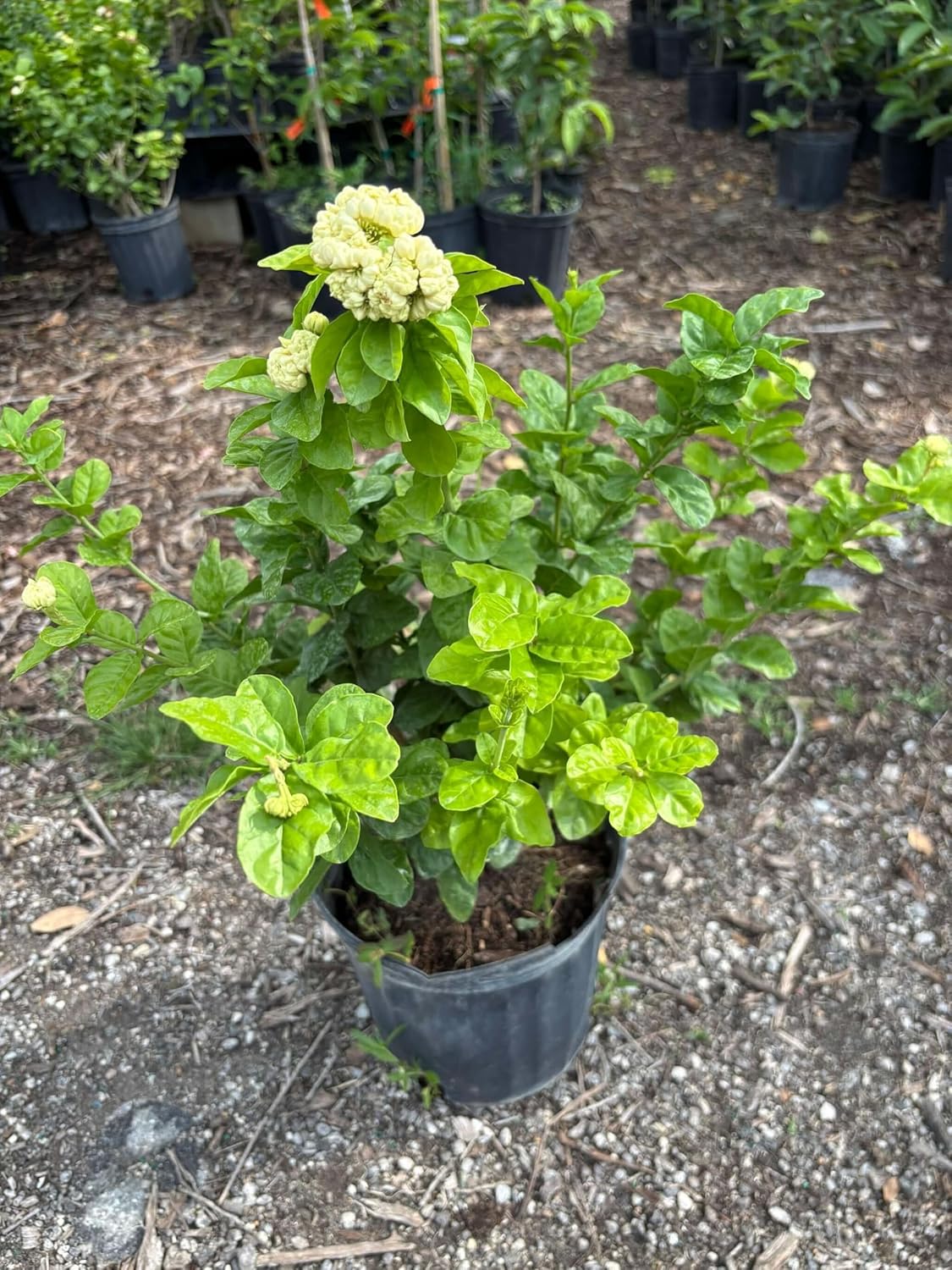 Lagre Grand Duke of Tuscany Jasmine Plant Double White Jasmine Flowers Bush Fragrant Jasminum Sambac Plant 1-2 Feet Tall 3 Gallon Pot- No Ship CA