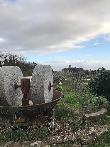 Miniatura 4 de Vicopisano Aceite de Oliva Virgen Extra Orgánico - Toscana - 16.9 oz (16.9 fl oz)