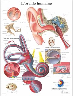 3B Scientific VR2243L Glossy UV Resistant Paper L'oreille Humaine - Allergies French Chart, Poster Size 20" Width x 26" Height