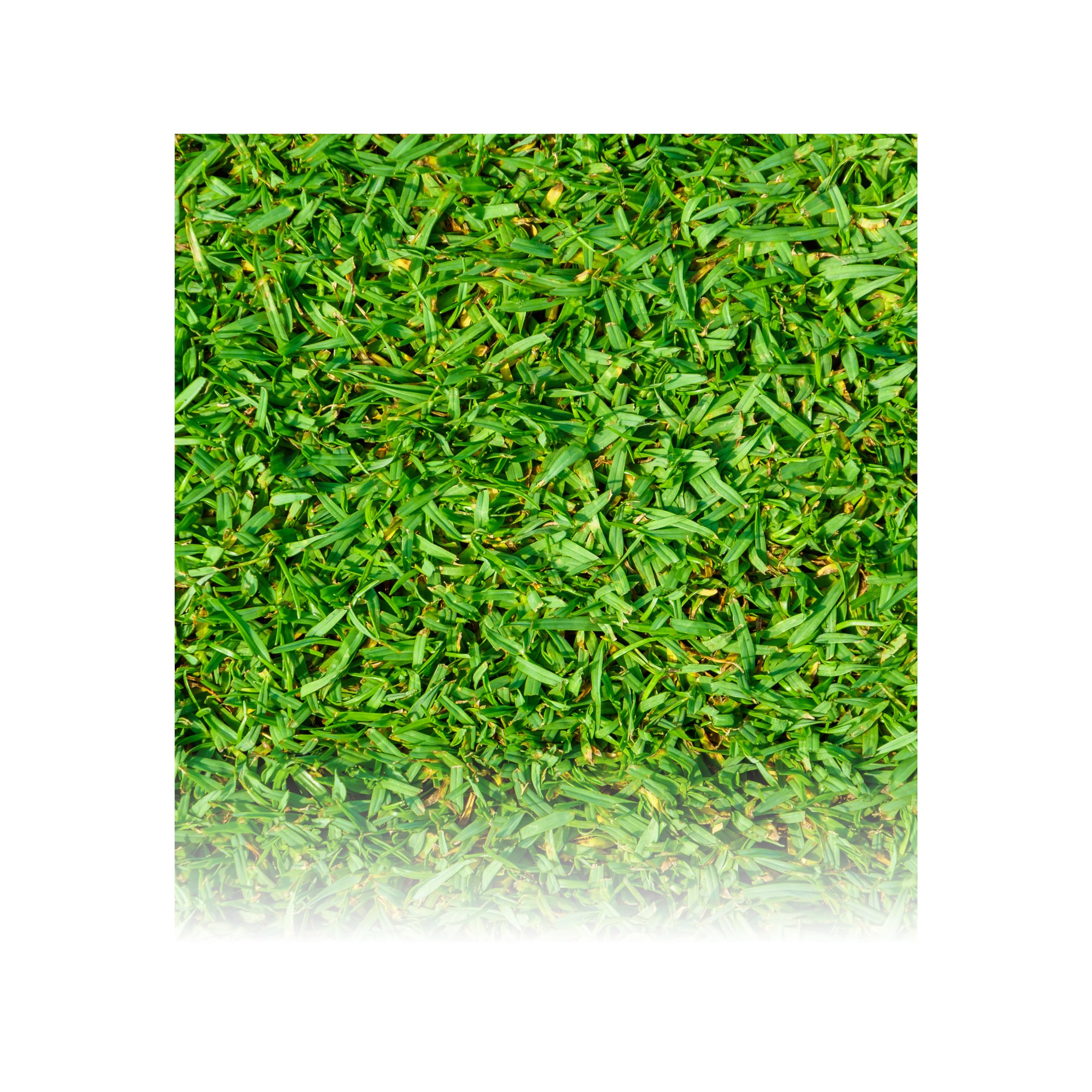Grama Grossa- Kikuyu 250g