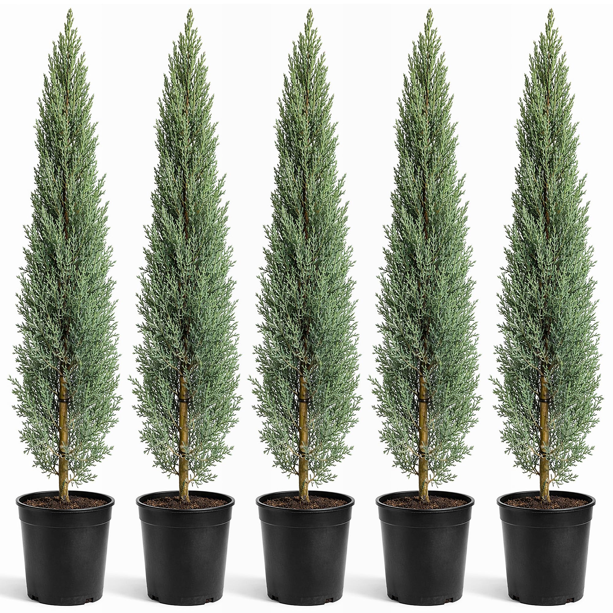 Cupressus Sempervirens Mini 120 cm Zypresse Winterhart -20° Sichtschutz Pflanzen Italienische Winterharte Zypresse Schnellwachsend