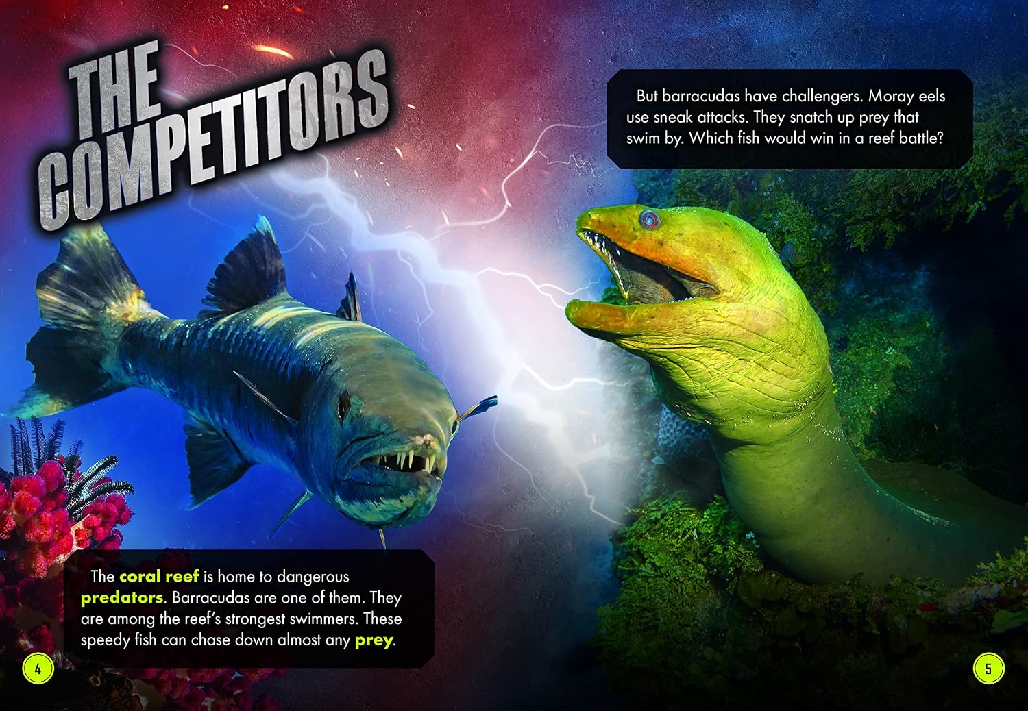 Barracuda vs. Moray Eel (Animal Battles)