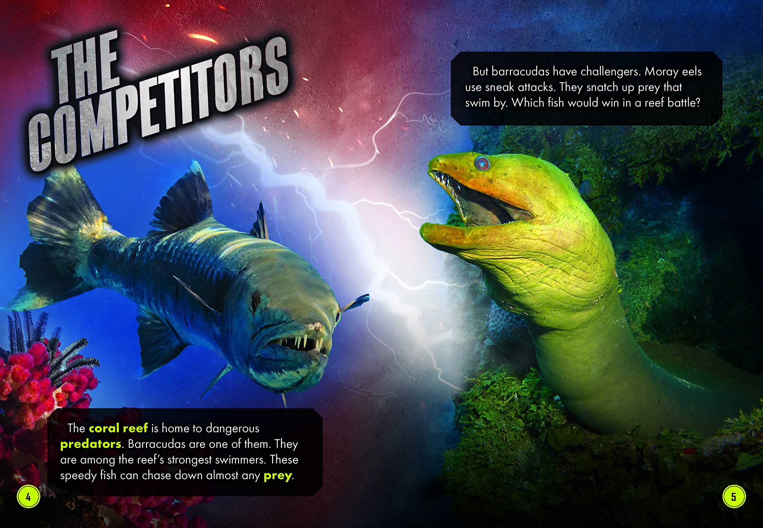 Barracuda Vs. Moray Eel
