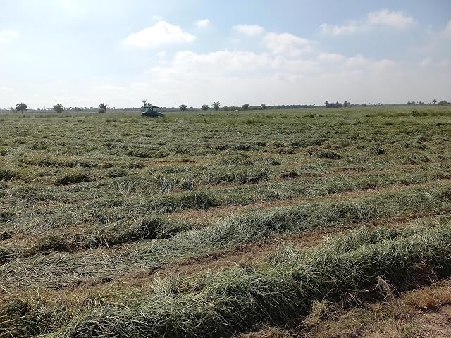 Foto 3 de 6 de Book-A-Bale 3,75kg Heno de Alicante - Directamente del Agricultor en España