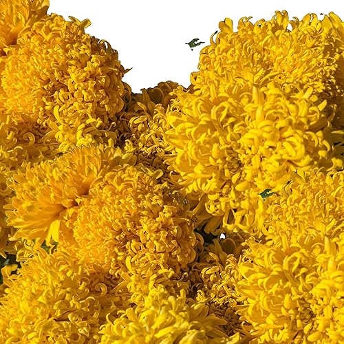 Miniatura 3 de Semillas de caléndula gigante Mission o semillas de caléndula rusa (50)