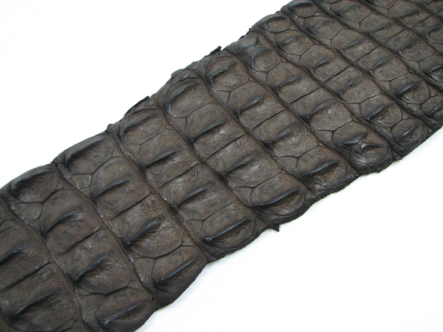 PELGIO Genuine Crocodile Alligator Hornback Skin Strap Leather Hide Pelt Chocolate Brown (5.5" x 44")