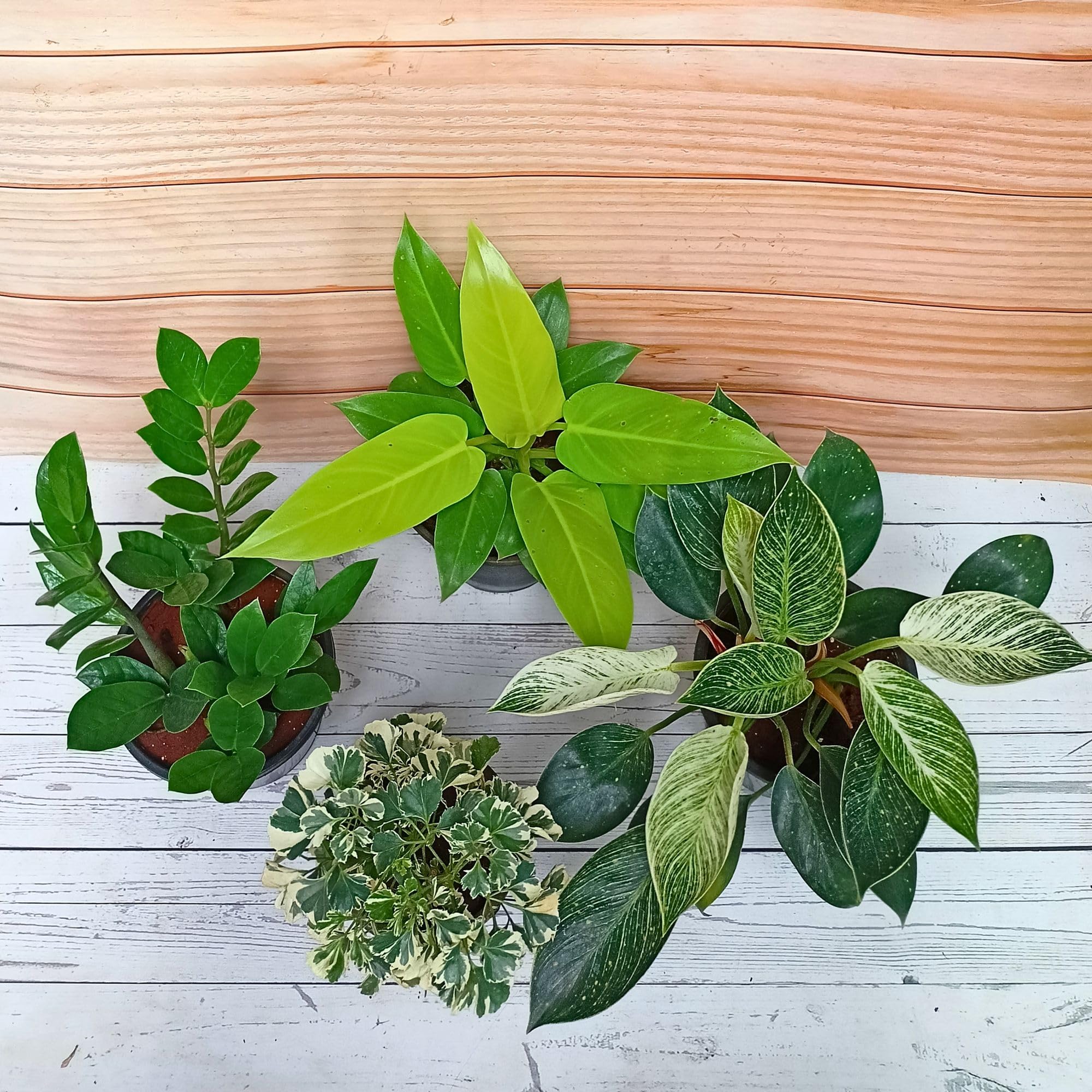 Rolling Nature Assorted Combo of 4 Live Indoor Plants | Plant It Yourself (PIY) | Zamia ZZ Plant, Philodendron Sunshine, Philodendron Birkin and Aralia Snow-White (B0D4B5HB18) Amazon Price History, Amazon Price Tracker