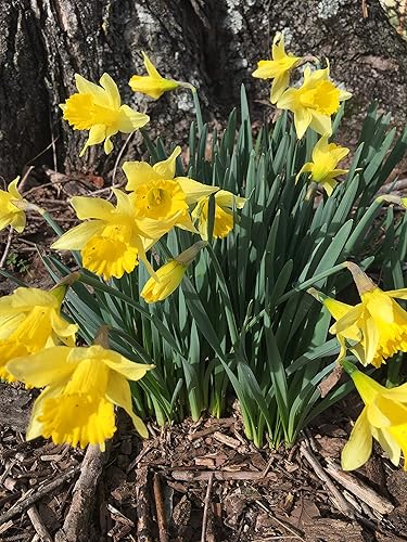 Miniatura 8 de Dutch Master Narciso 100 bombillas - Bombillas 125.5 in