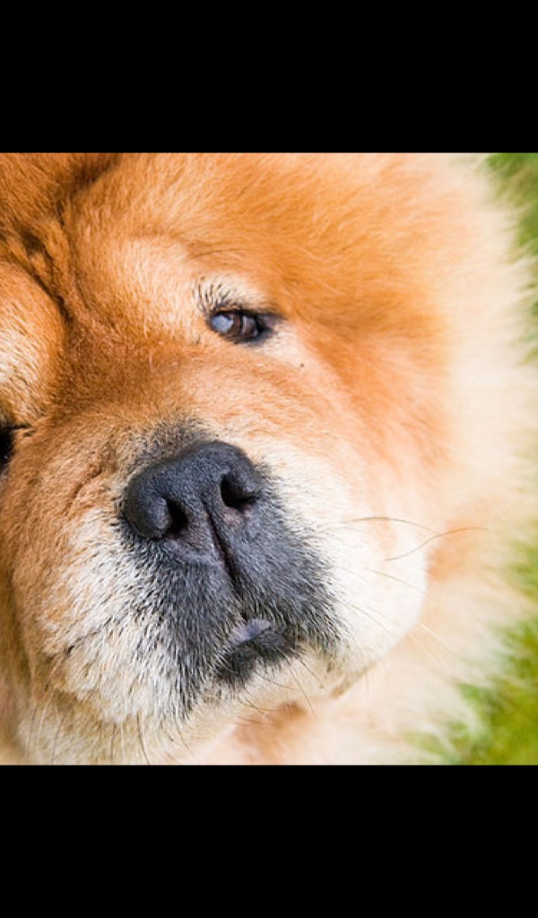 Chow Chow Wallpaper &ndash; HD Wallpapers of Chow Chow! - Aplicativo na