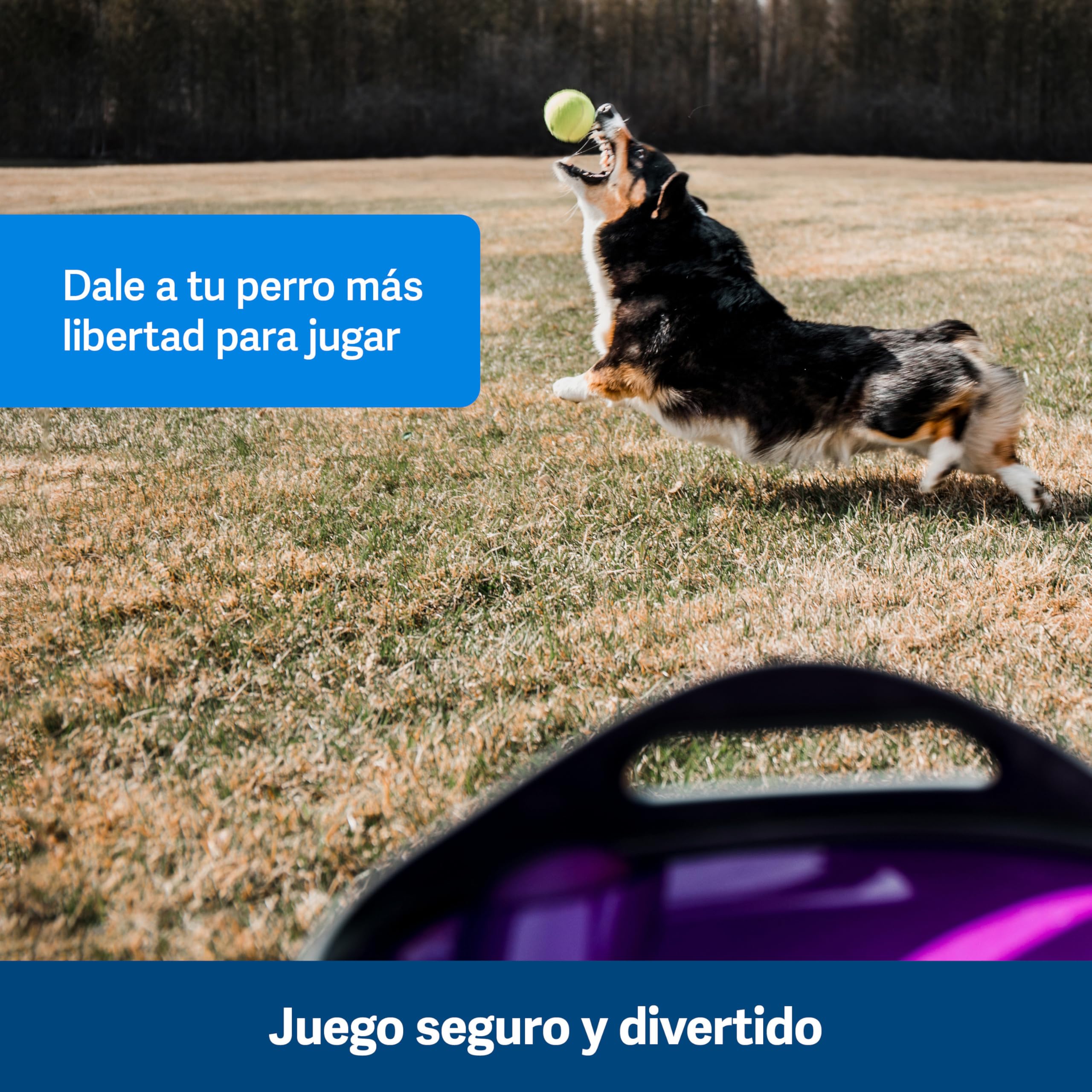 PetSafe Lanzador de Pelotas Automático | Juego de Cobro Interactivo, Distancia Ajustable, Pelotas de Tenis Incluidas