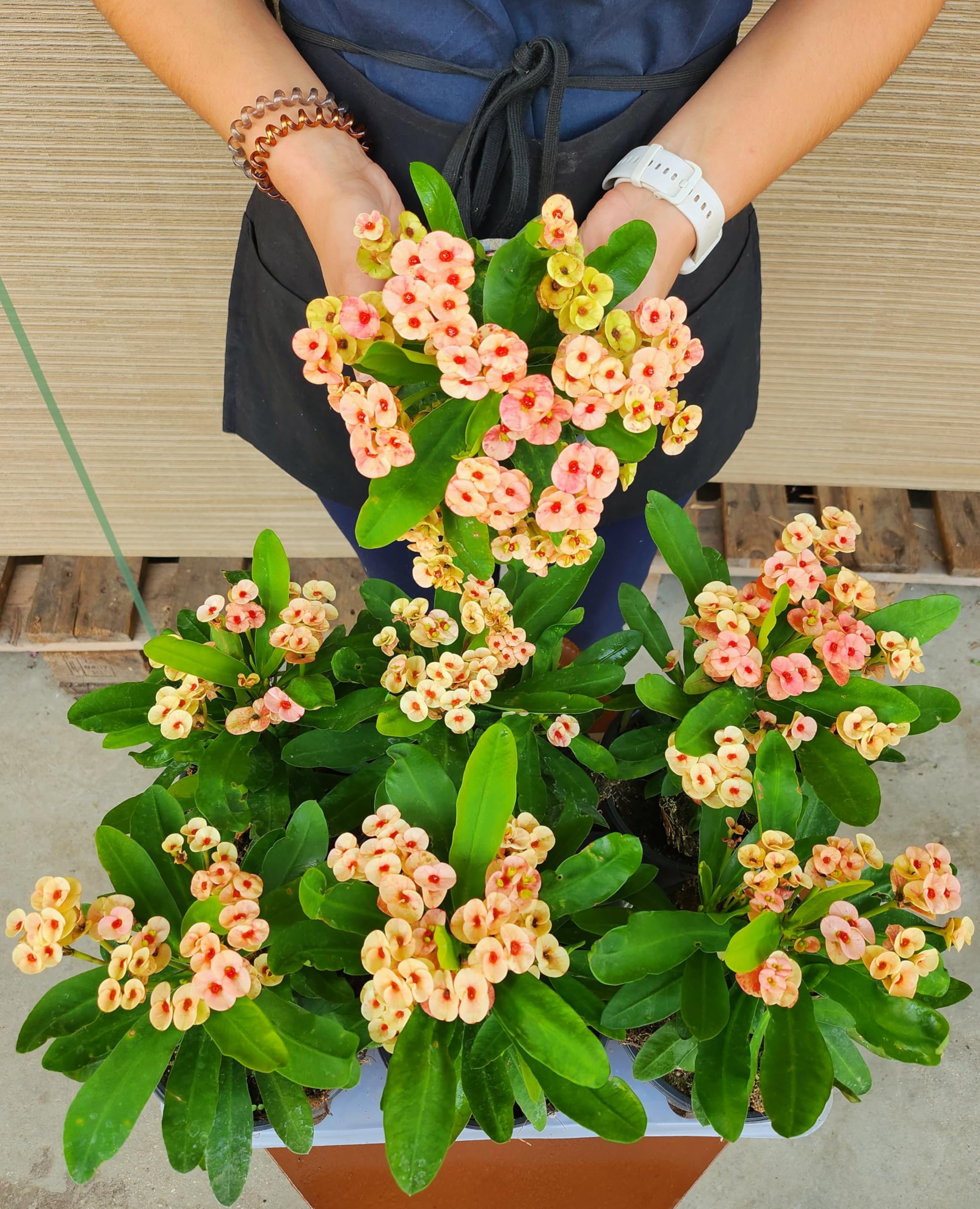 POWERS TO FLOWERS – Euphorbia Vulcana Bianca In Vaso Ceramica Nero A Righe – Set Di 3 Piante Vere Con Omaggio