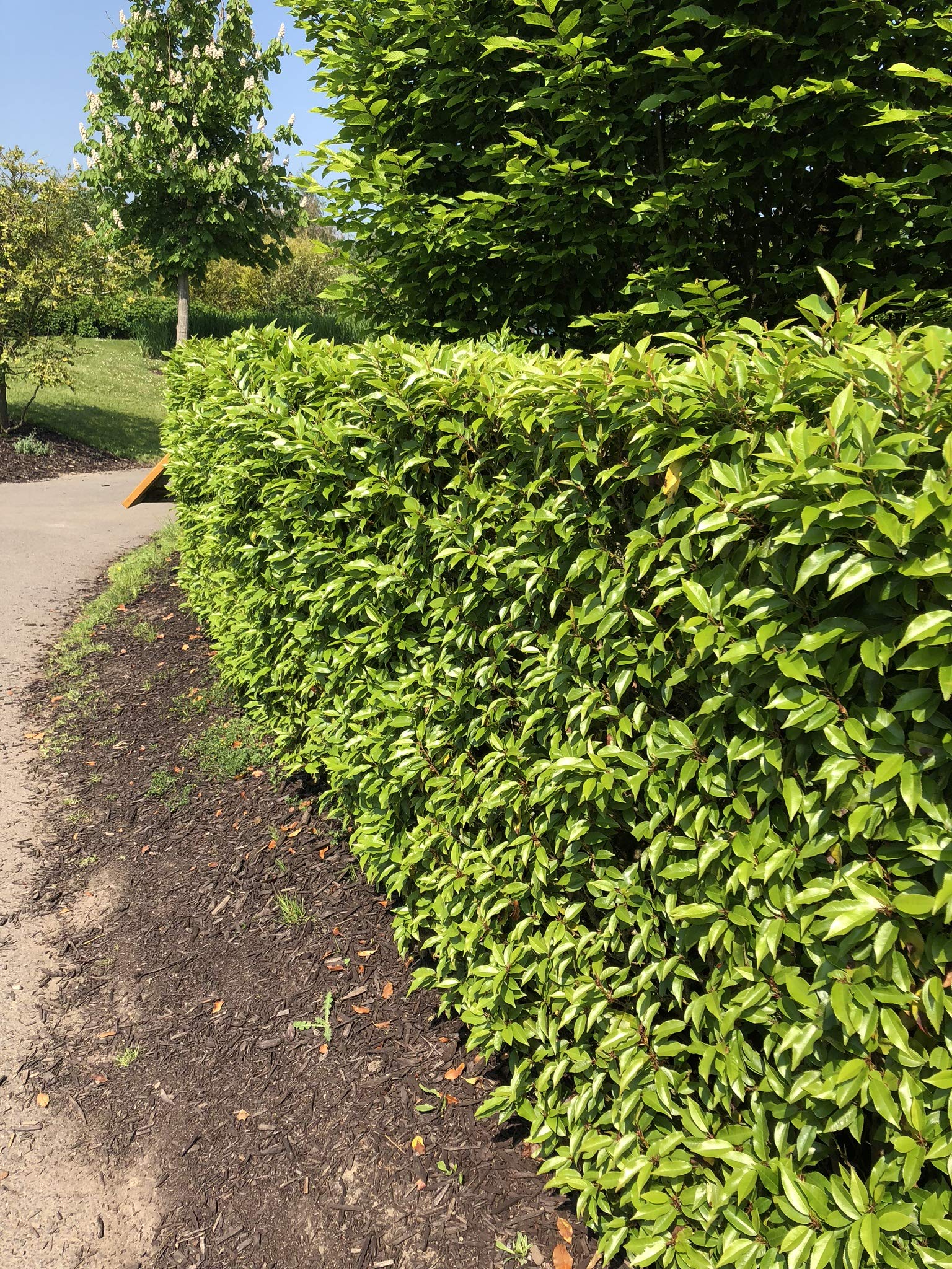 10 Portuguese Laurel Hedging Evergreen Plants Fast Growing Shrubs 30-40cm Potted Sunnyside Nurseries