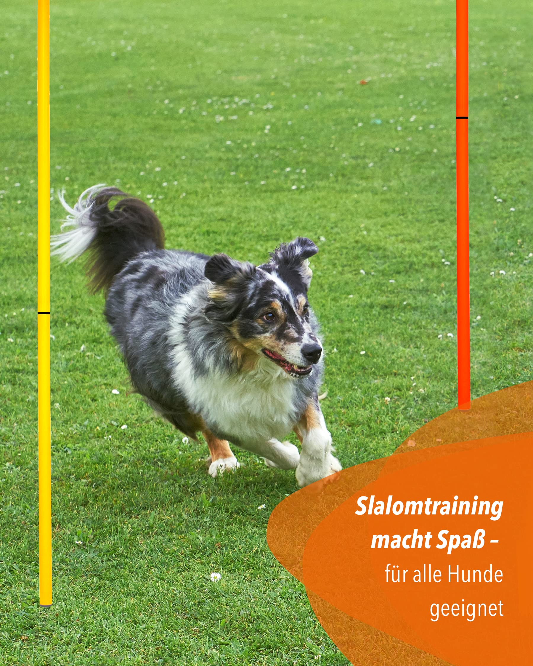 Slalomstangen 180 cm, ø 32 mm – 3er-Set – Trainingsstangen mit Metallspitze – Agility-Stangen – für Agility- & Koordinationstraining – für Fußball & Hundesport