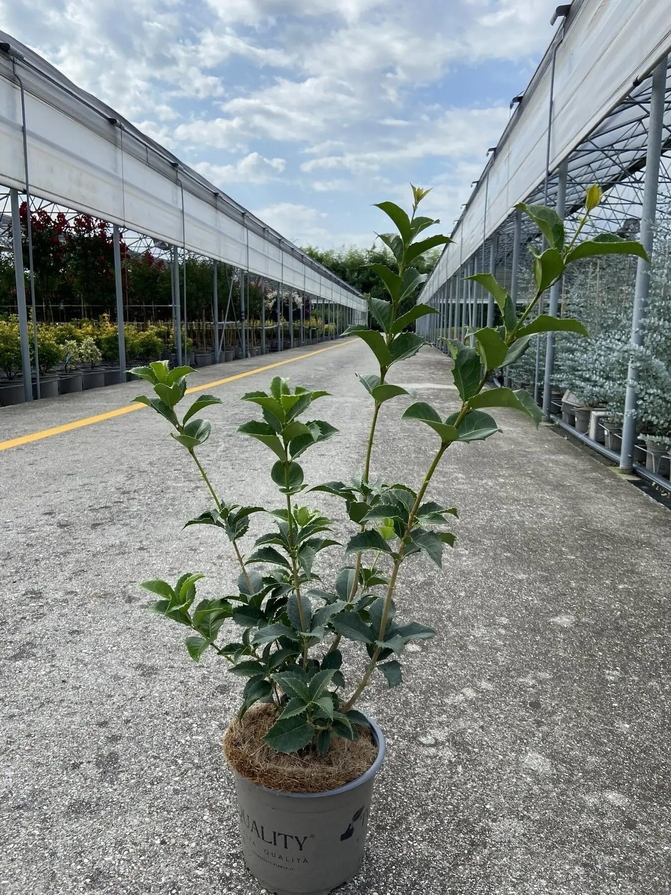 Osmanthus aquifolium Arbusto Ornamentale da Giardino Sempreverde con Fiori Bianchi Profumati, 150-160 cm, Vaso 24