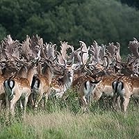 Vista 6 de EPIC Barras de sal y pimienta marina de Venado, aptas para dieta cetogénica, sin gluten, 12