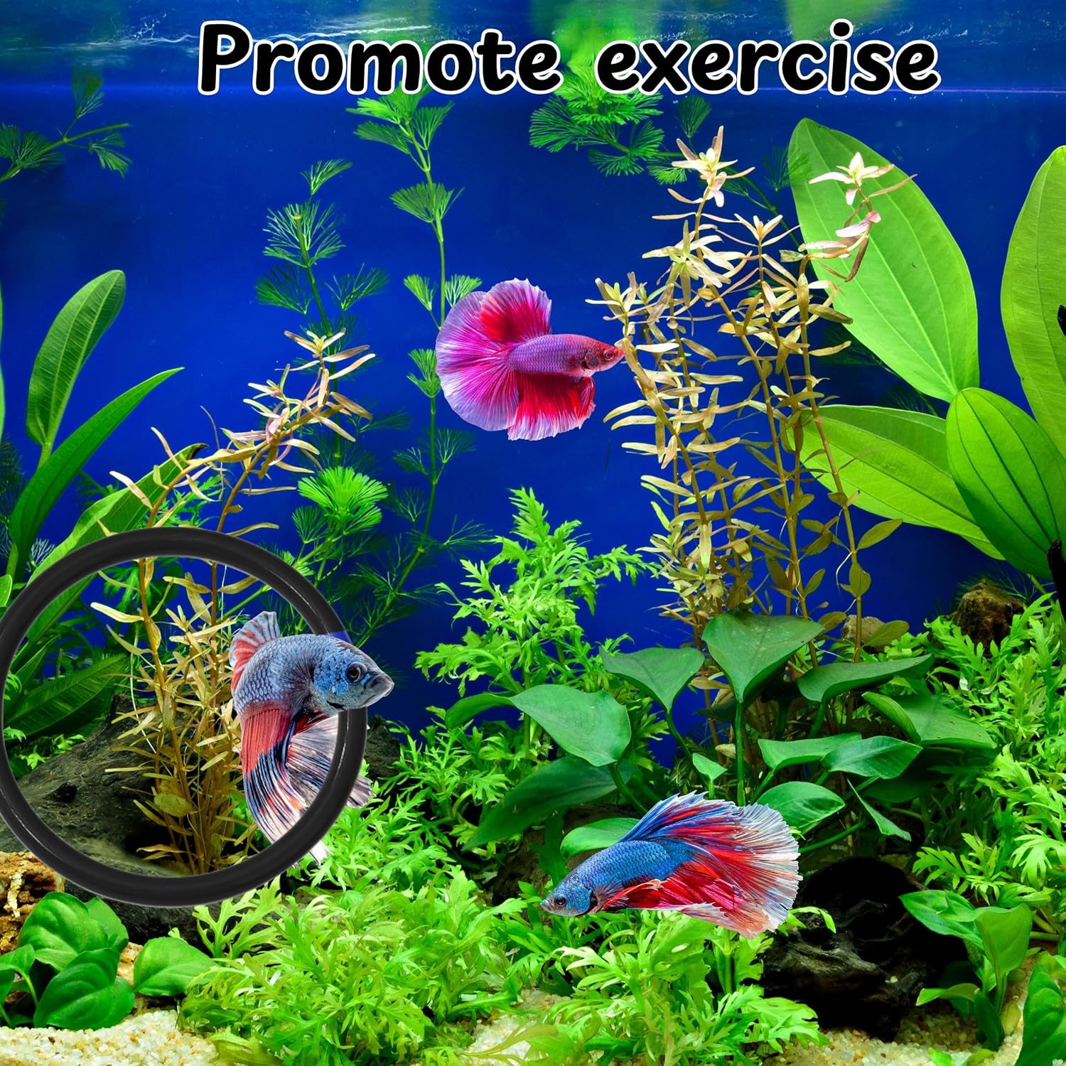 Betta Ring and Mirror Toy for Aquarium, 2 pcs Betta Ring Enrichment Toys, Floating Exercise Mirrors for Fish Tank and Training Feeding Rings, Fish Toys, Aquarium Accessories (Black, M-Heart) image 3