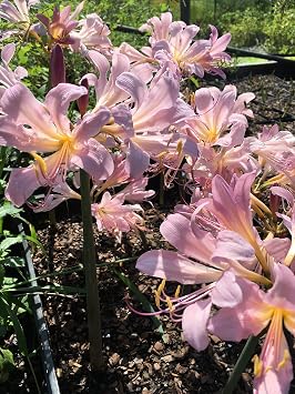 3 Bareroot Pink Spider Lily/Surprise Lily/Naked Lady Lily/Resurrection Lily/August Lily/Raidanti Squamigera