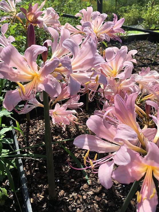 3 Bareroot Pink Spider Lily/Surprise Lily/Naked Lady Lily/Resurrection Lily/August Lily/Raidanti Squamigera