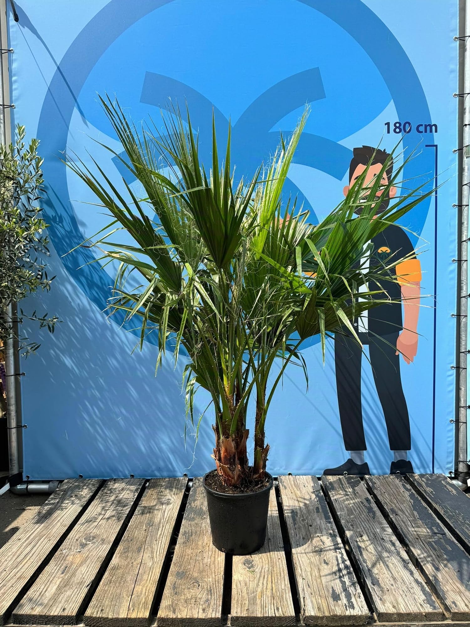 Sunny Tree - Palma - Washingtonia Robusta - multi-tronco - 140-160 centimetri incluso vaso - Palma messicana a ventaglio