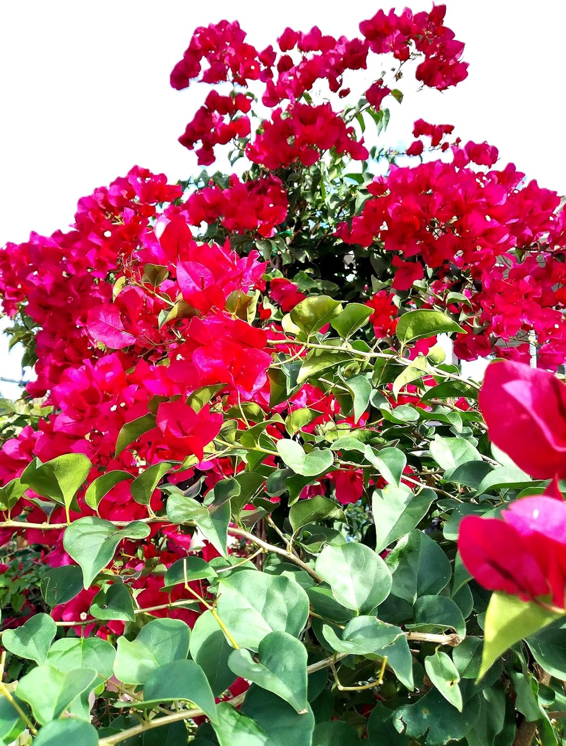 Mediterranean red Bougainvillea Blooming 10 inch Starter Plant Fully Rooted.