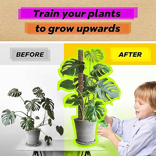 Miniatura 7 de Poste de musgo de 4 x 17 pulgadas para plantas Monstera + estabilizadores  Estacas de 53 pulgadas para plantas de interior  Postes de musgo para