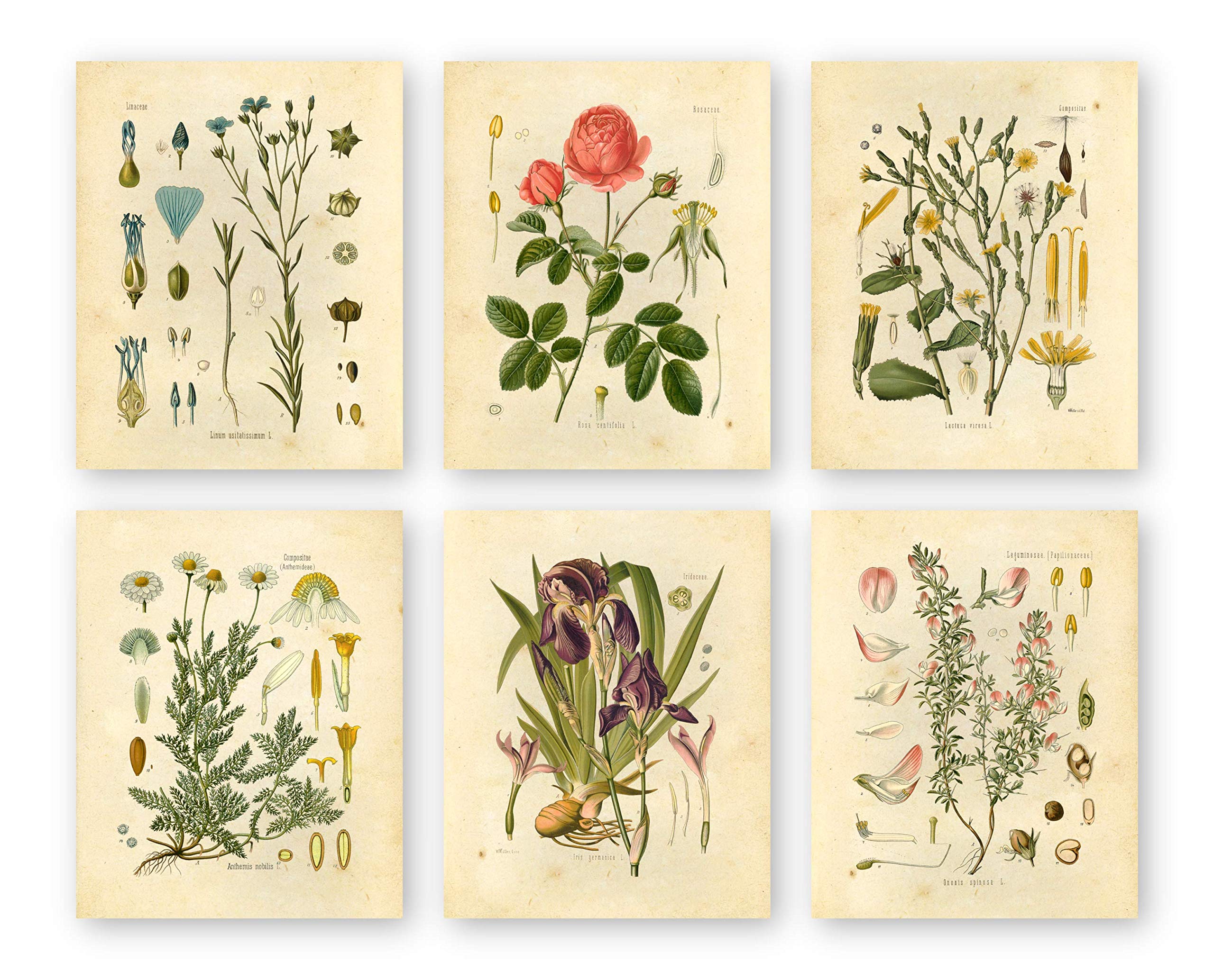 Vintage Botanical Prints | Wildflower Wall Art by Ink Inc. | Floral Home Decor | Boho Farmhouse | Set of 6 8x10 Unframed