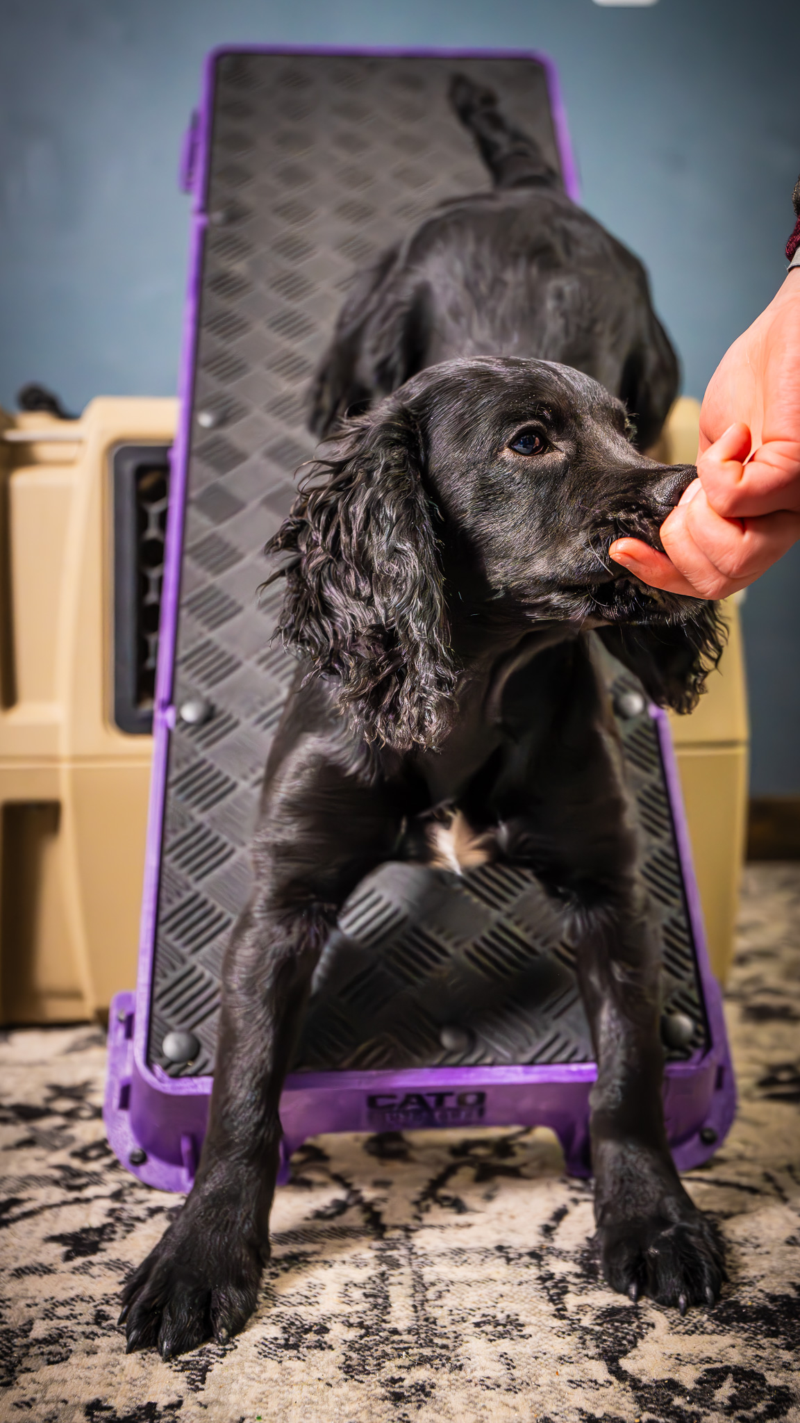 Amazon.com: Cato Board XL - Dog Platform (Blue, Without Tilt Stand