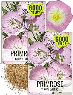 Seed Needs Showy Evening Primrose Seeds for Planting - Heirloom & Open P...