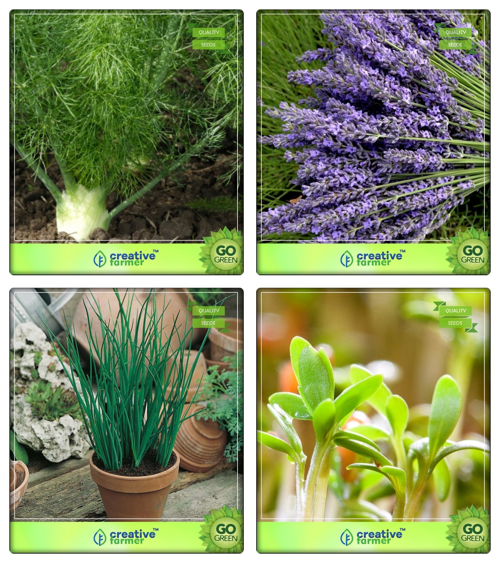 Creative Farmer Medicinal Seeds Fennel Folrance, Lavender, Garlic Chives, Water Cress Herb Seeds Combo Pack (B078V1JH81) Amazon Price History, Amazon Price Tracker