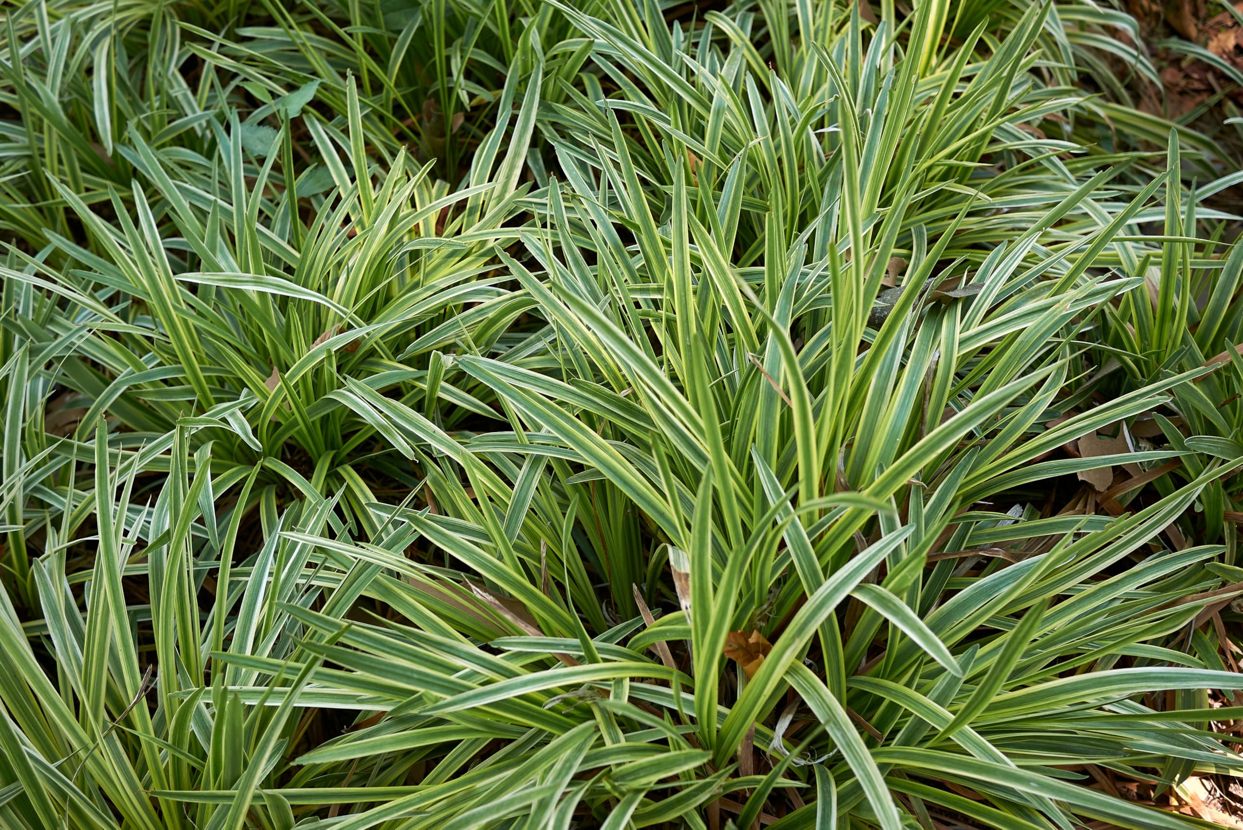 Stauden Gänge 3 x Liriope muscari ‚Gold Banded' im 1 Liter Topf (Ziergras/Staude/Winterhart/Mehrjährig/Stauden/Immergrün) Bunte Lilientraube - Goldene Akzente für stilvolle Beete