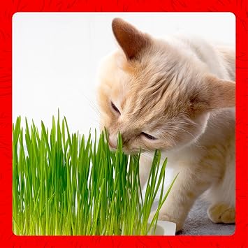 Miracle Care Cat A'bout Cat Grass Kit, 5.25 Ounce