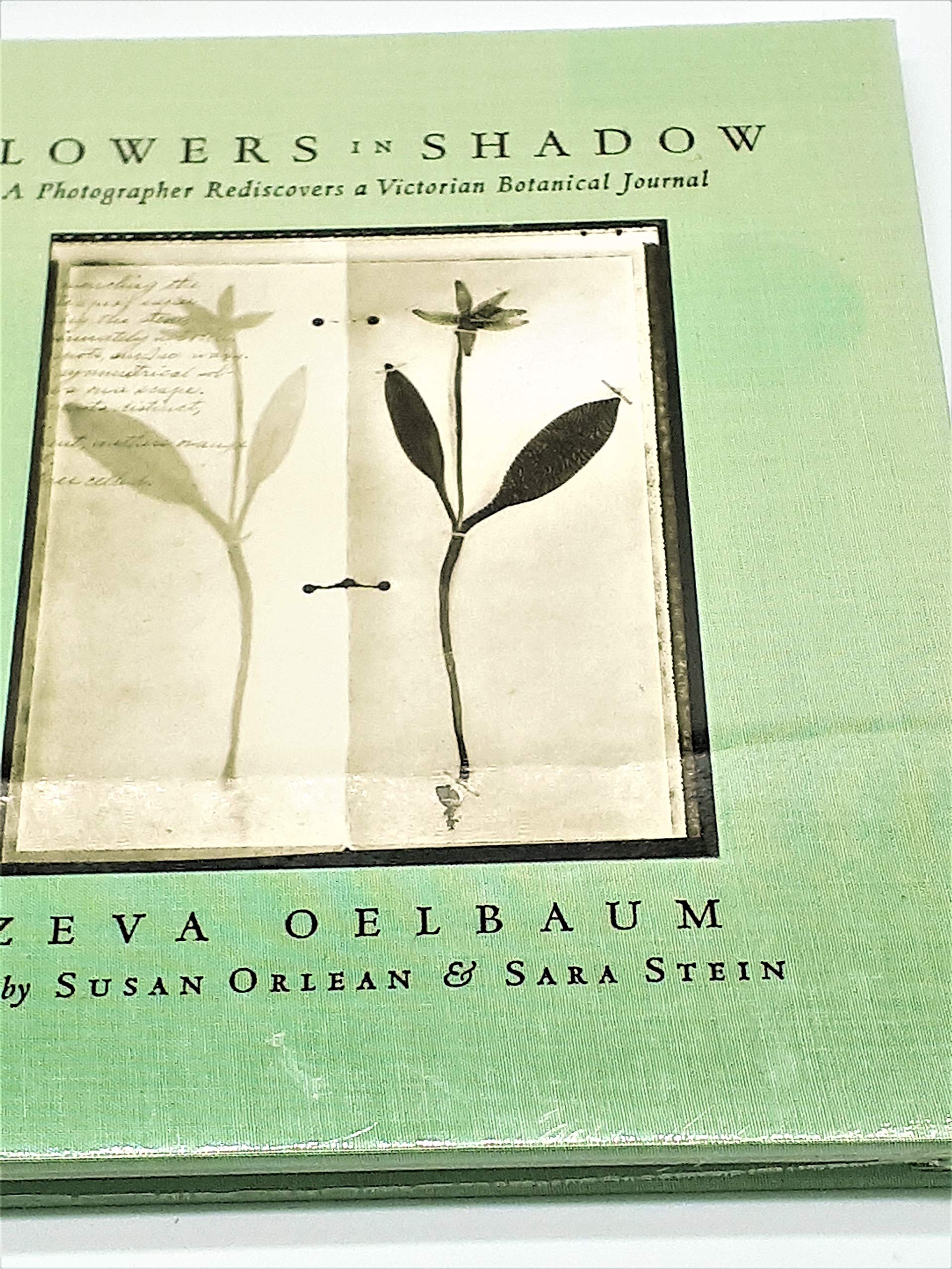 Amazon.co.jp: Zeva Oelbaum: 本、バイオグラフィー、最新アップデート