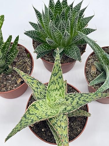 Miniatura 7 de Surtido de aloe variado, macetas de 3 pulgadas, 4 suculentas de aloe diferentes