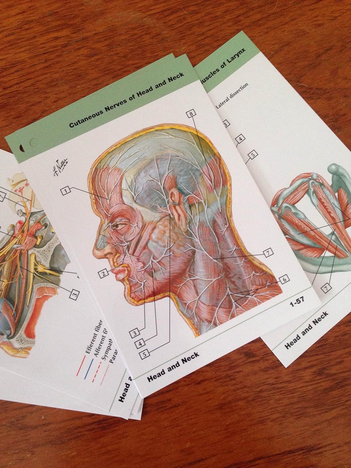 Netter's Anatomy Flash Cards: With STUDENT CONSULT Online Access (Netter Basic Science)      2nd Edition