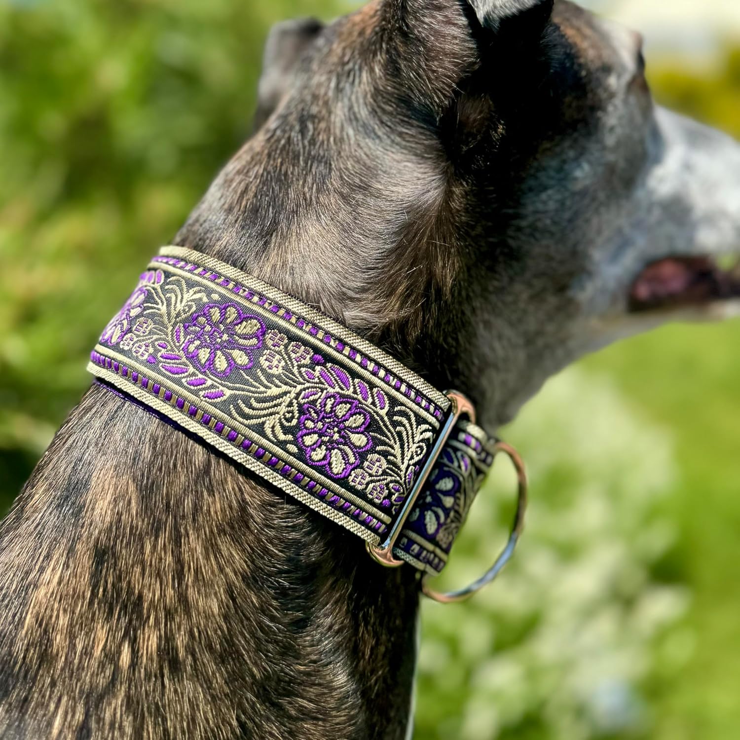 Martingale Dog Collar for Greyhound Saluki Whippet and Other Breeds with Similar Neck 2" Wide (XL 17"-22")