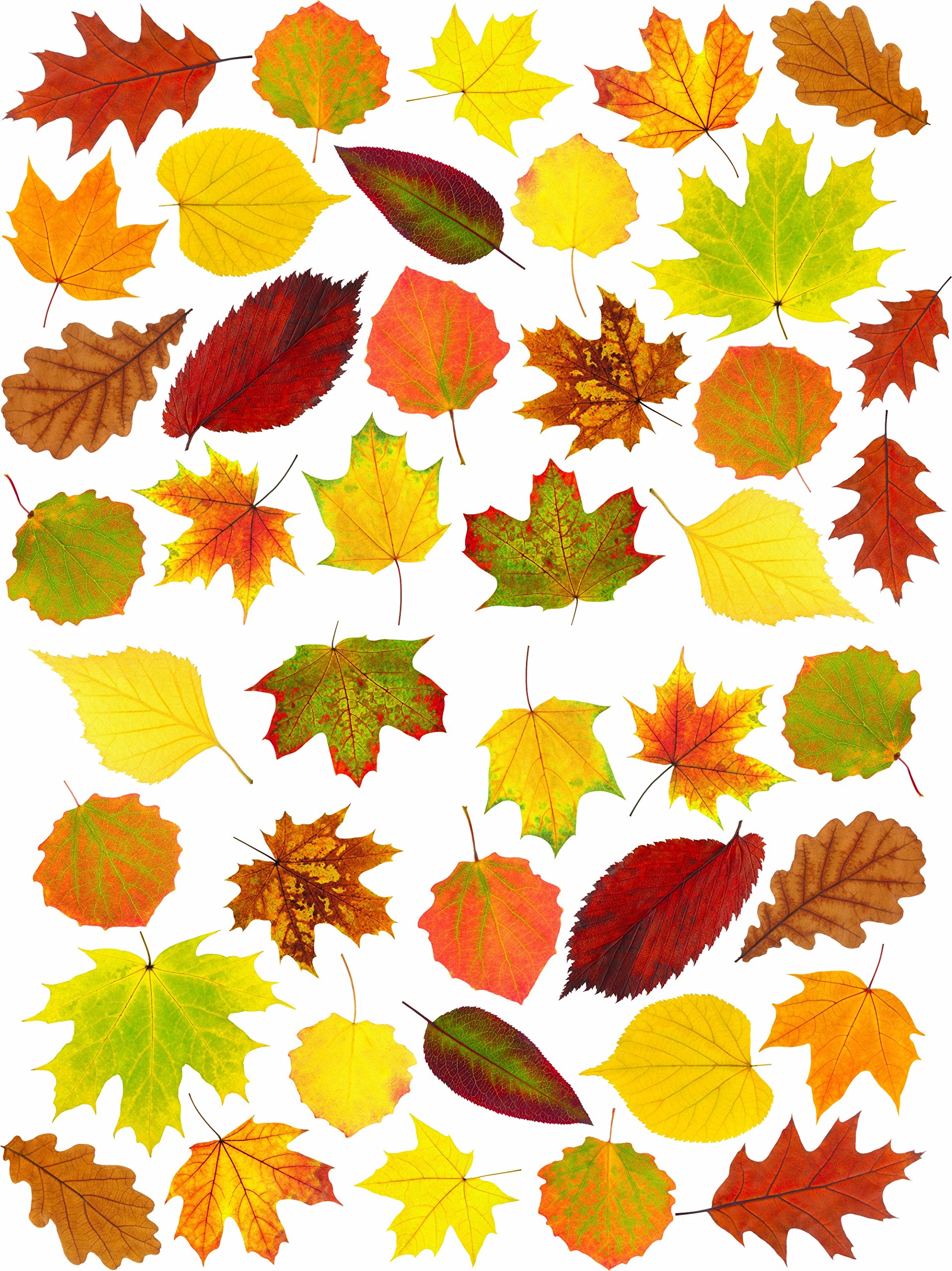 Stickers4 - Autumn Decorations - 42 Static Cling Leaves Double Sided Window Stickers - Photo Realistic Decor - Image 2
