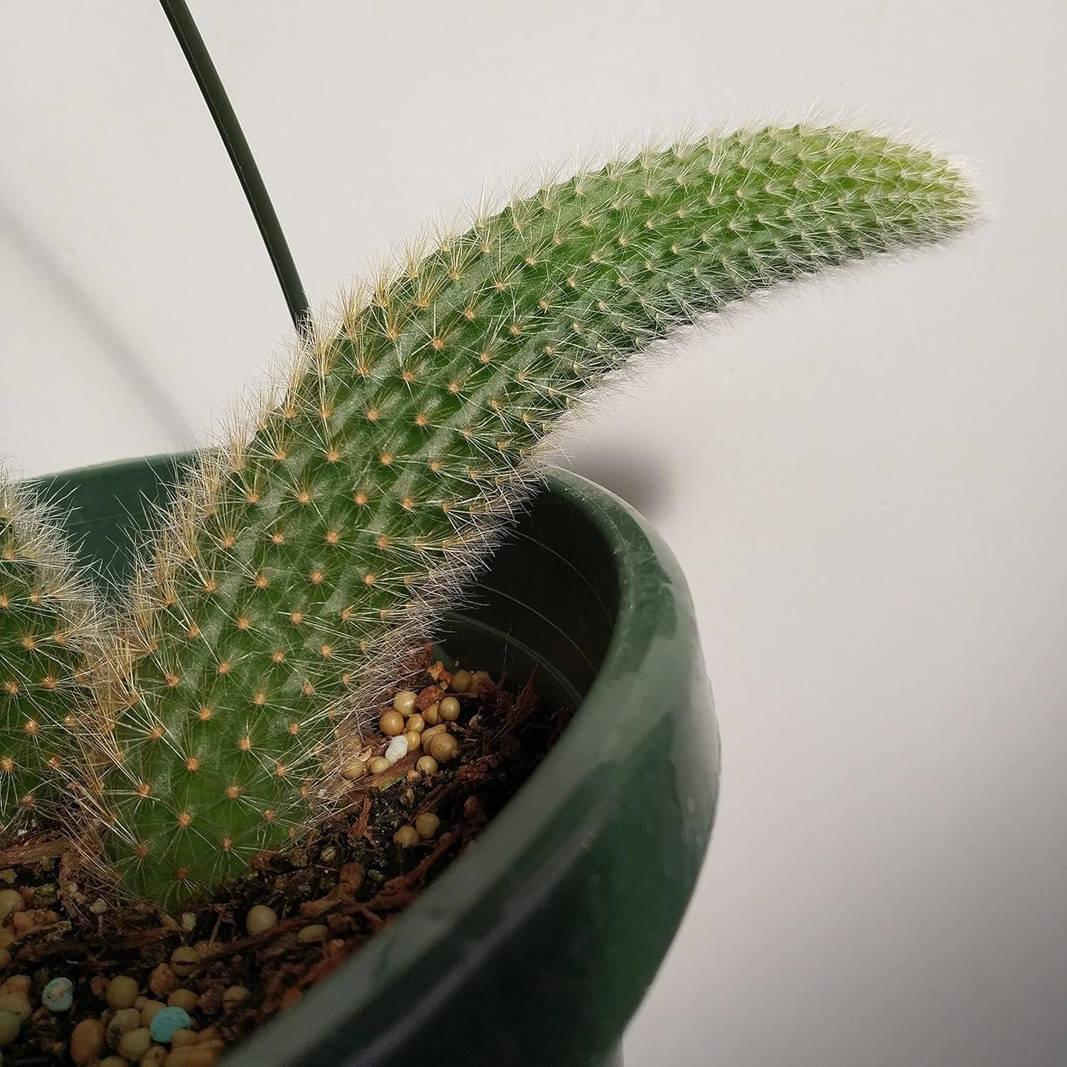 1 Live Monkey Tail Cactus | 4” Hildewintera Colademononis Cactus| Rare Exotic Cleistocactus Winteri Succulent