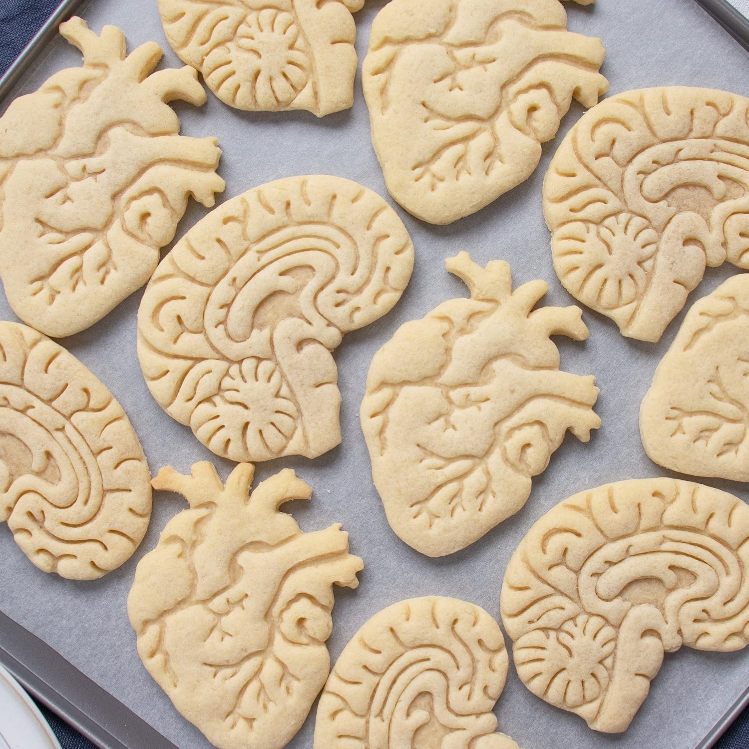 Set of 2 Anatomical Heart and Brain cookie cutters (Designs: Anatomical Brain and Heart), 2 pieces - Bakerlogy