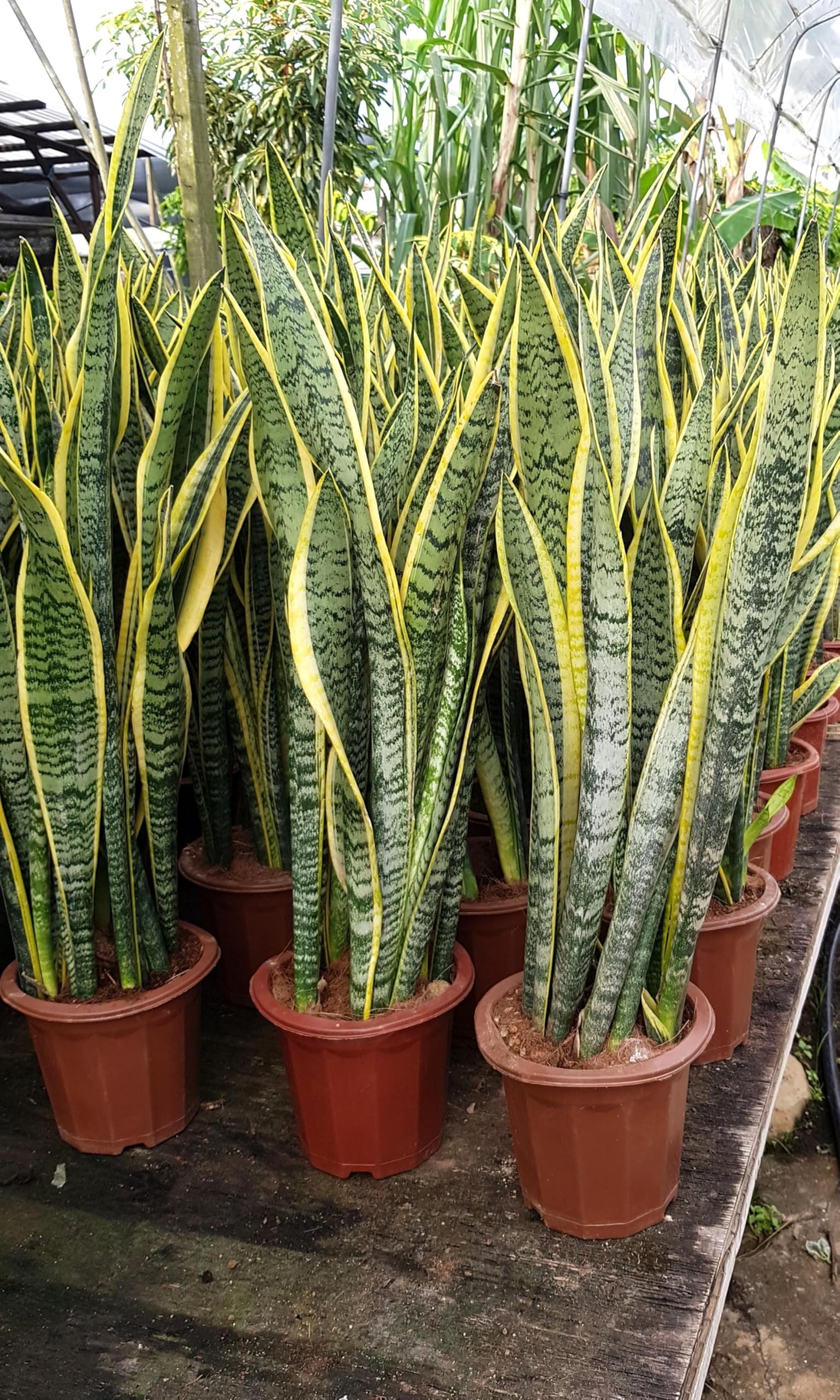 Bigreen Snake Plant Sansevieria Low Maintenance Indoor Houseplant Air Purifying with pot for Home and Office Decor